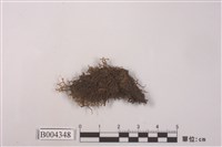 藏品(小葉鞭蘚)的圖片